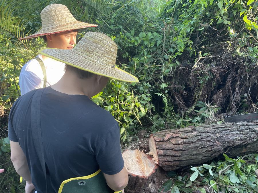 林业有害生物防治
